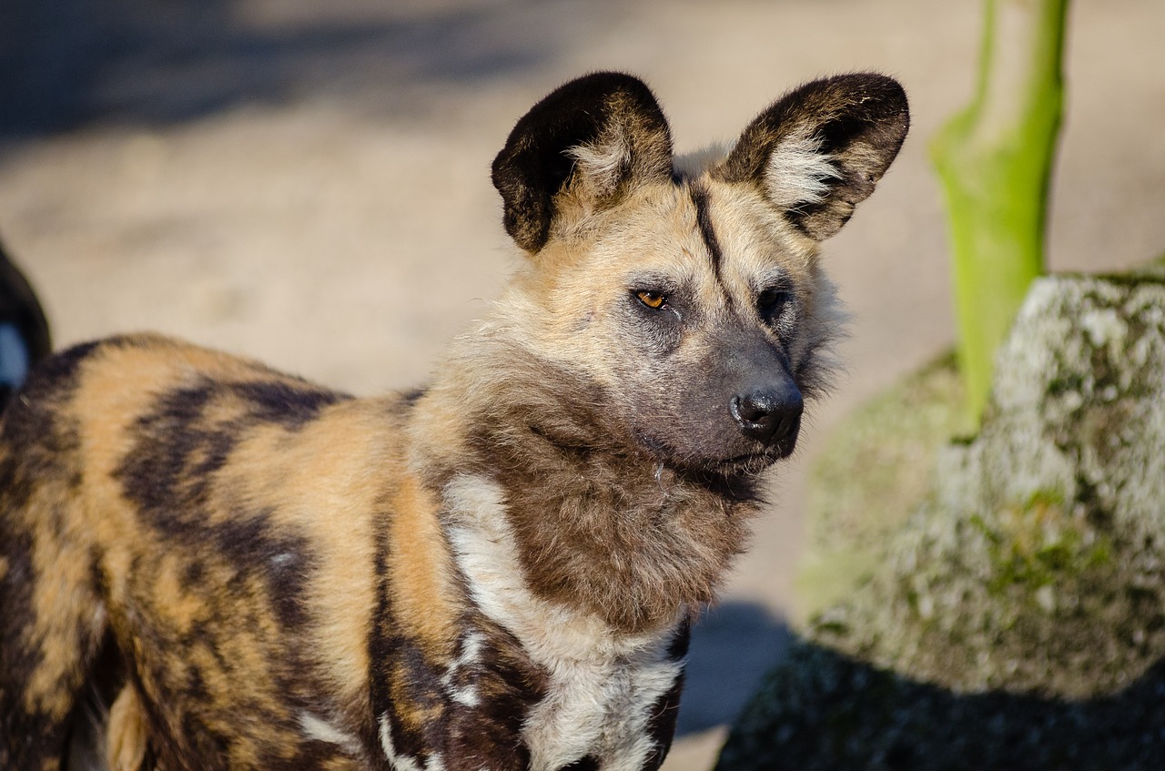 Image - african wild dog animal