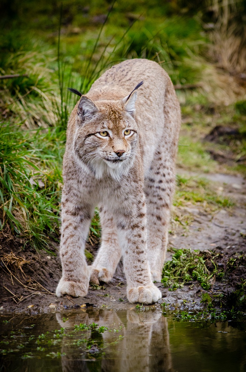 Image - animal big cat feline grass lynx