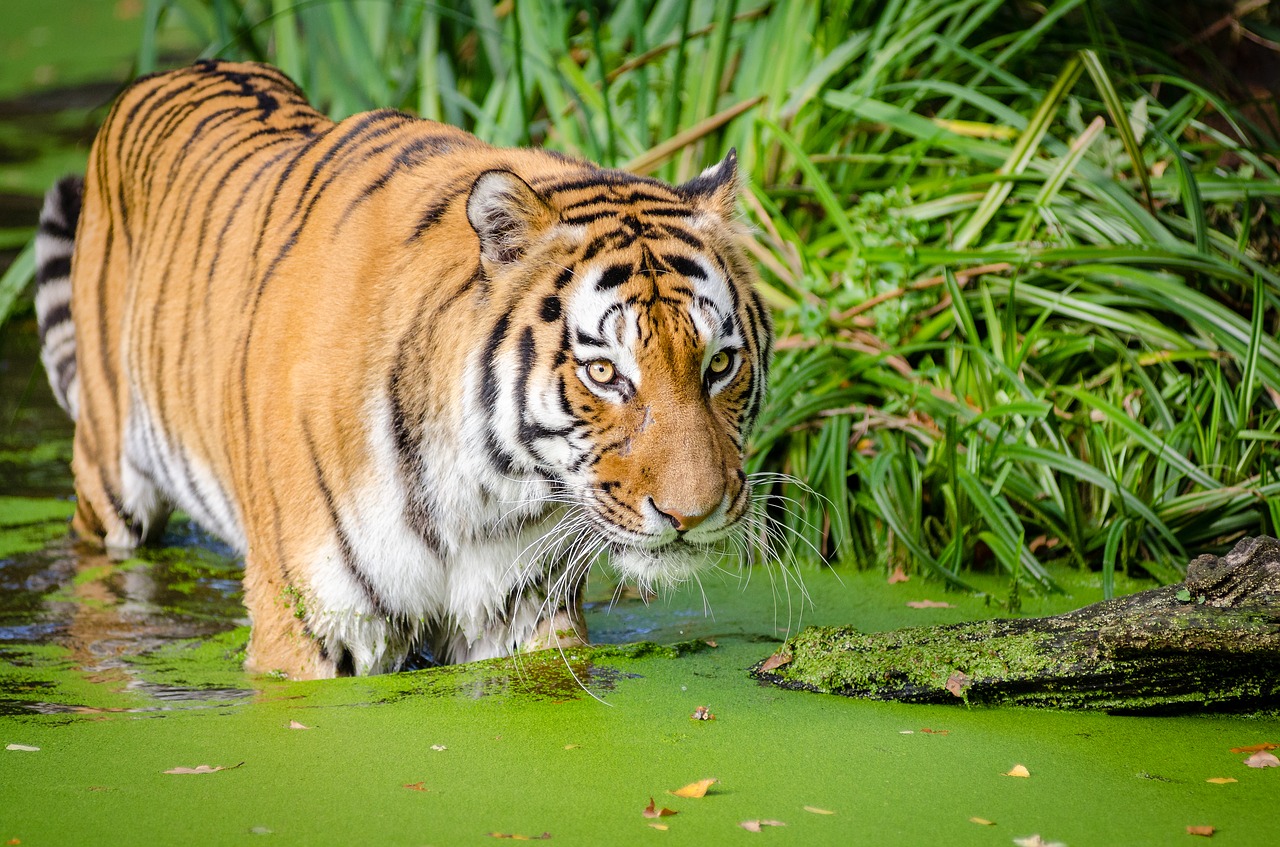 Image - animal big cat carnivore cat