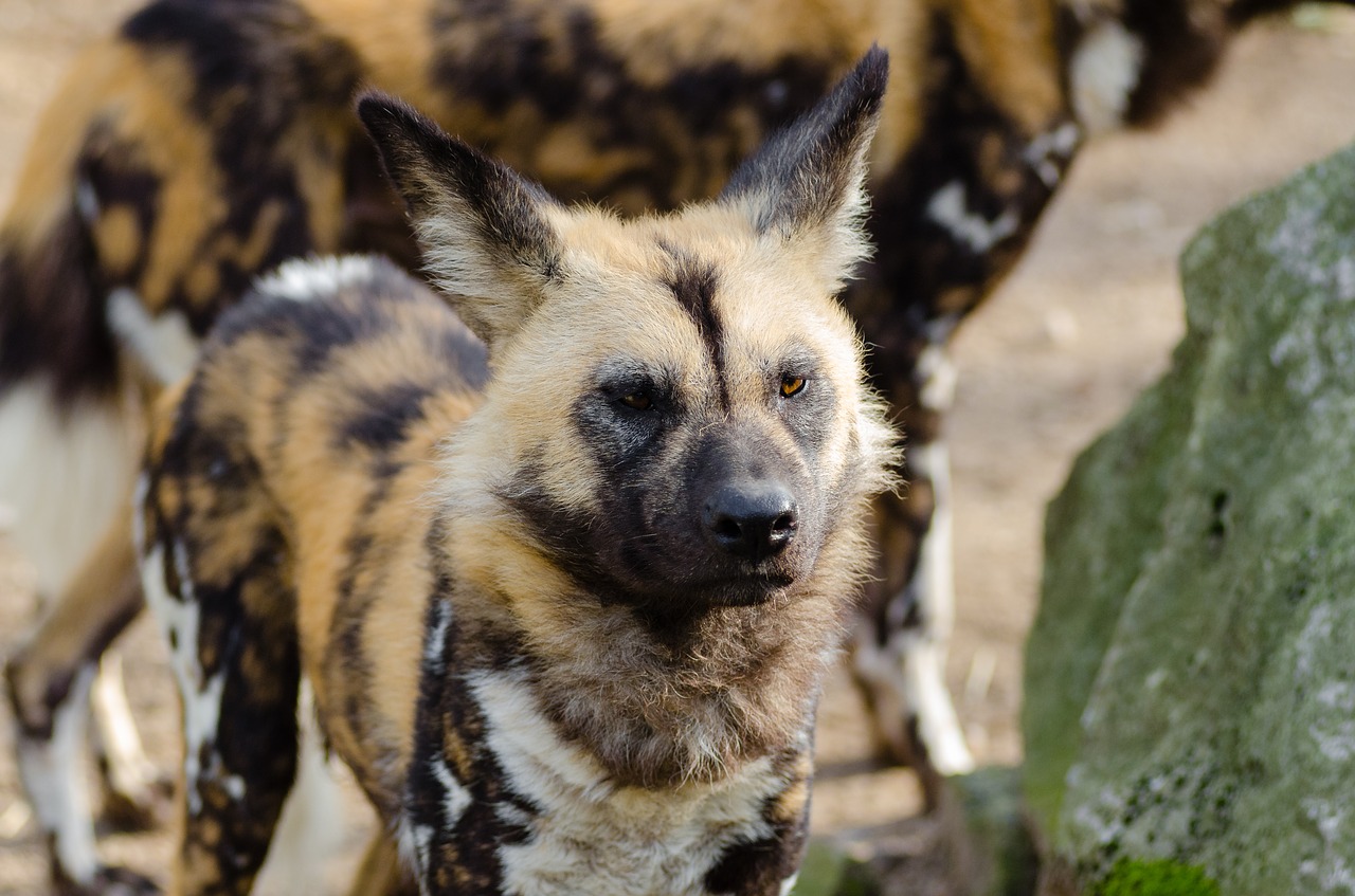 Image - african wild dog animal close up