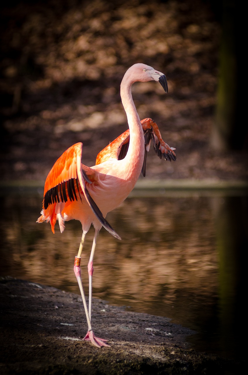 Image - animal bird feathers flamingo