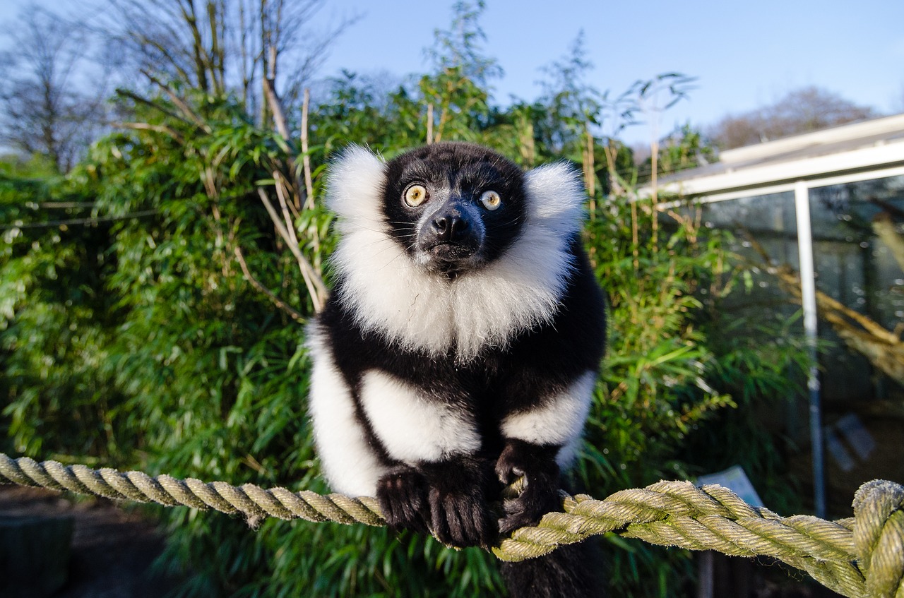 Image - animal cute daylight fur grass