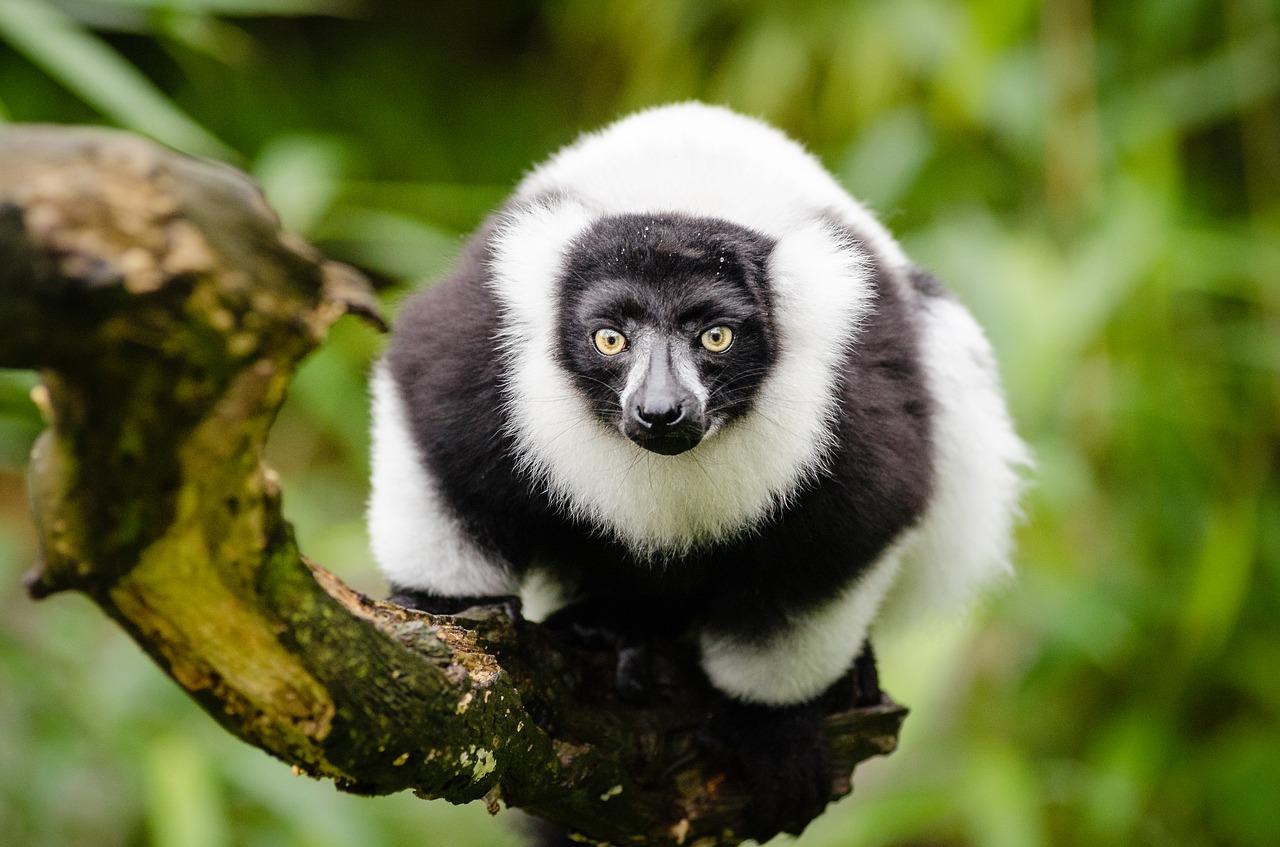 Image - animal animal photography blur