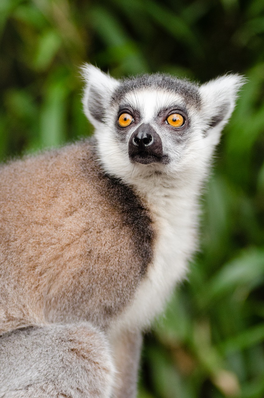 Image - animal baby cute eye fur grass