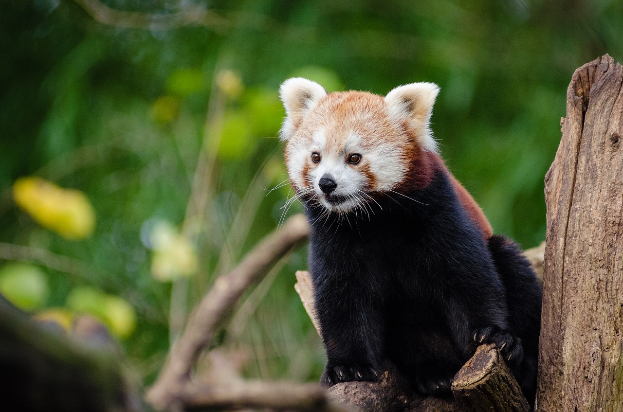 Image - animal cute nature red panda tree