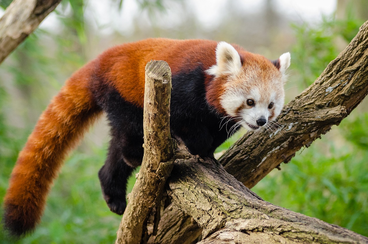 Image - animal cute fur lesser panda