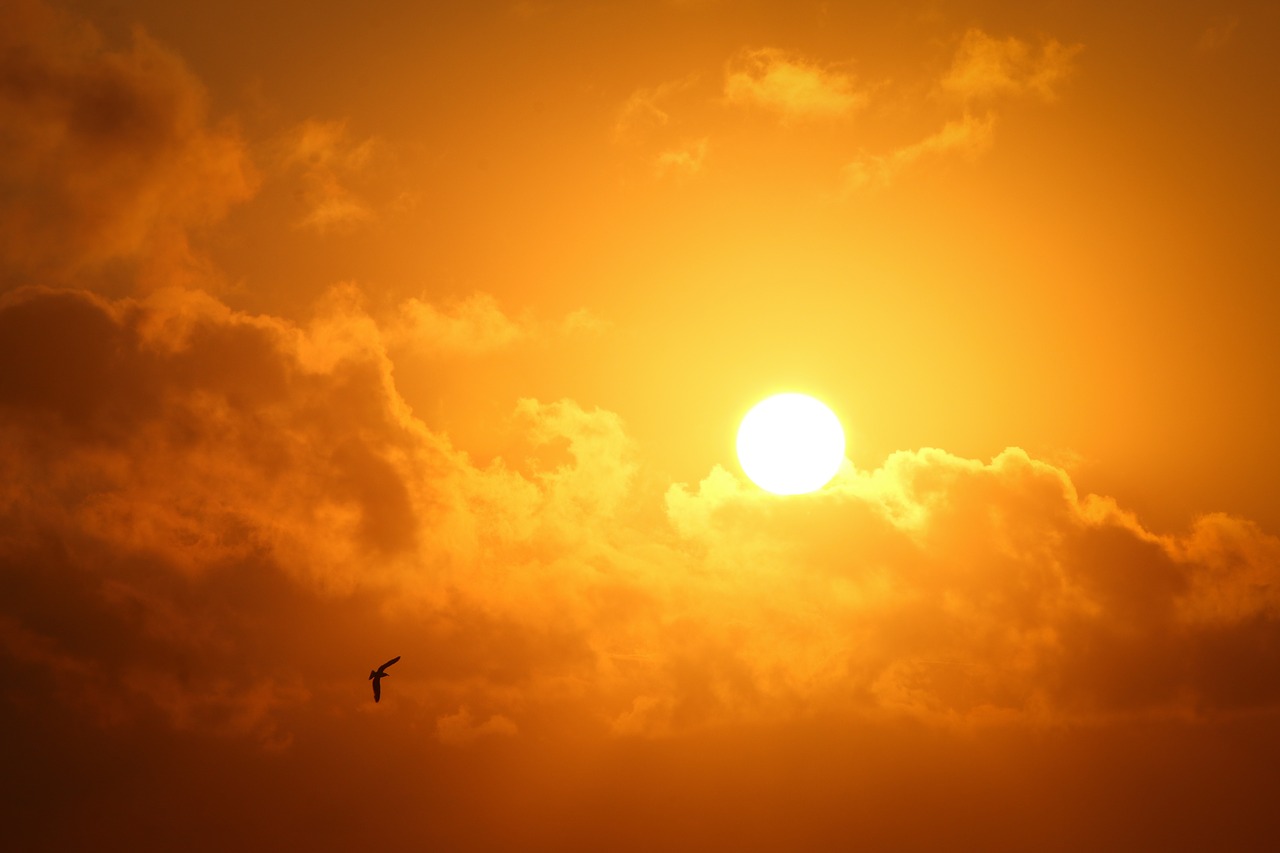 Image - bird clouds dawn dusk nature