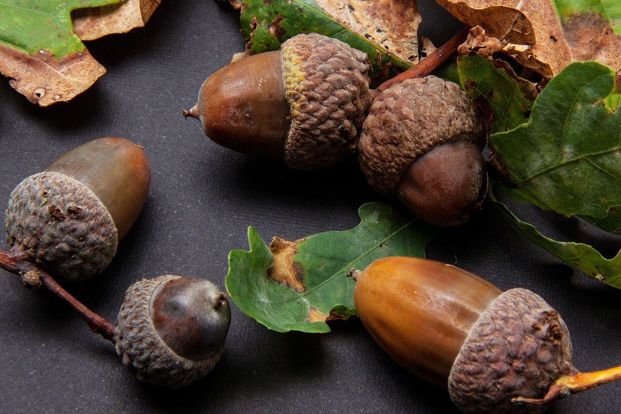 Image - oak fruit acorn fruit oak quercus