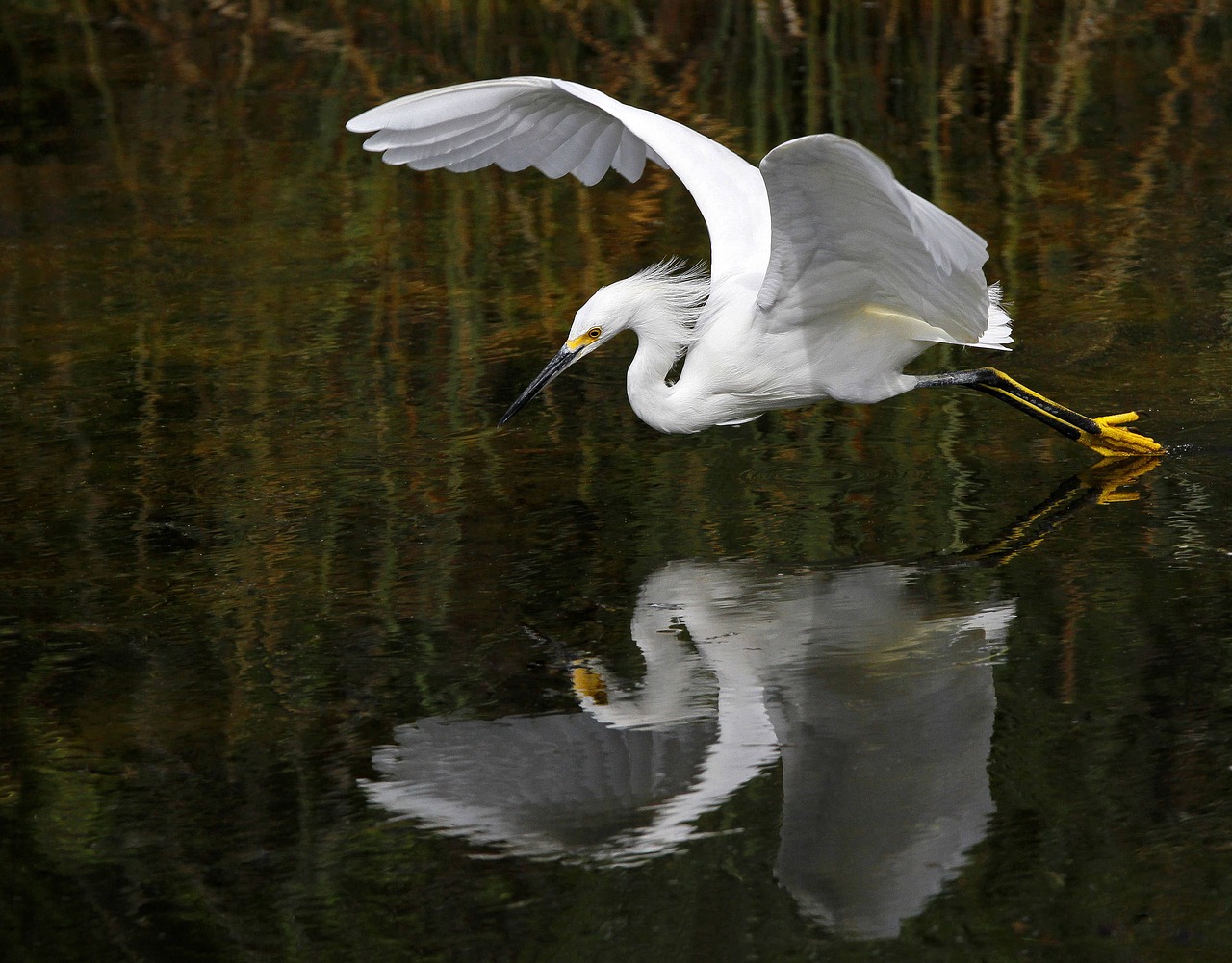 Image - animal avian bird egret flight