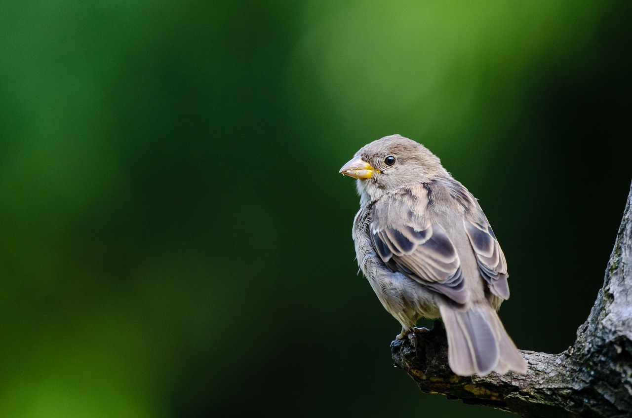 Image - animal avian bird macro perched