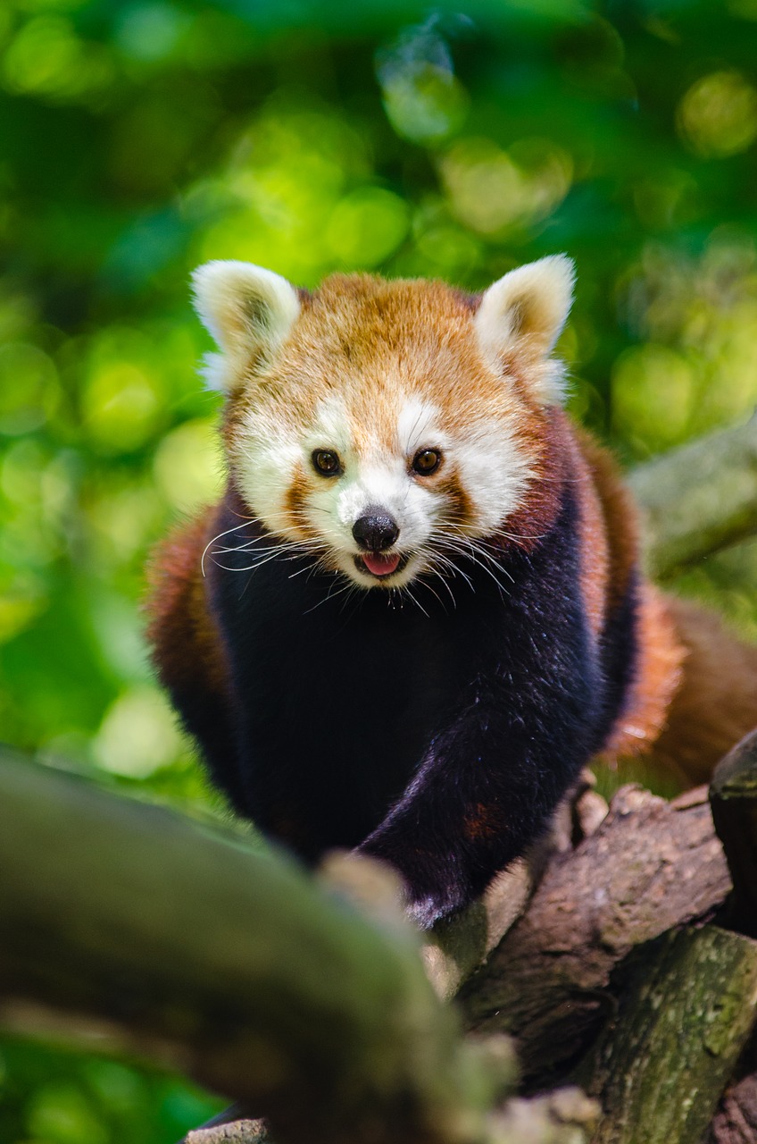 Image - animal branch cute red panda tree