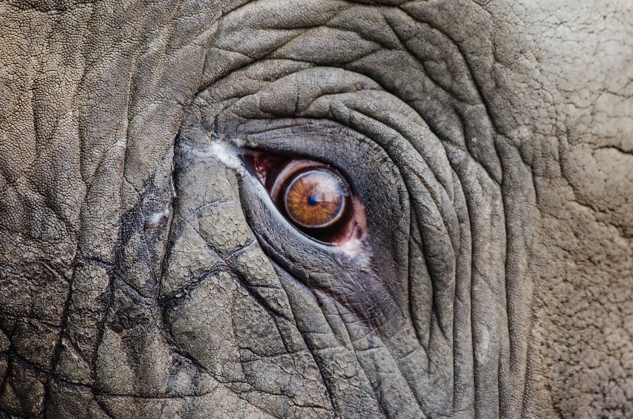 Image - animal big close up elephant