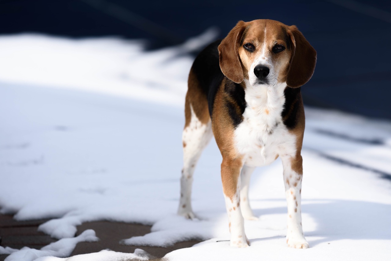 Image - animal beagle breed canine cute