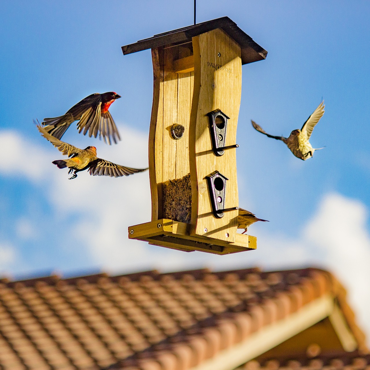 Image - architecture bird house birdhouse