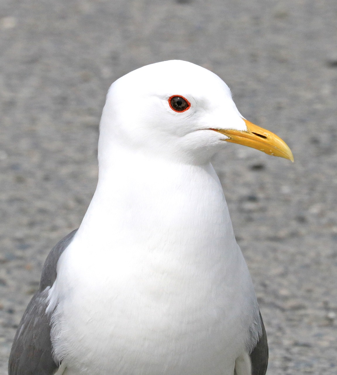 Image - animal avian bird feathers gull