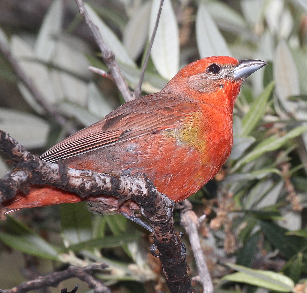 Image - animal avian bird branch close up