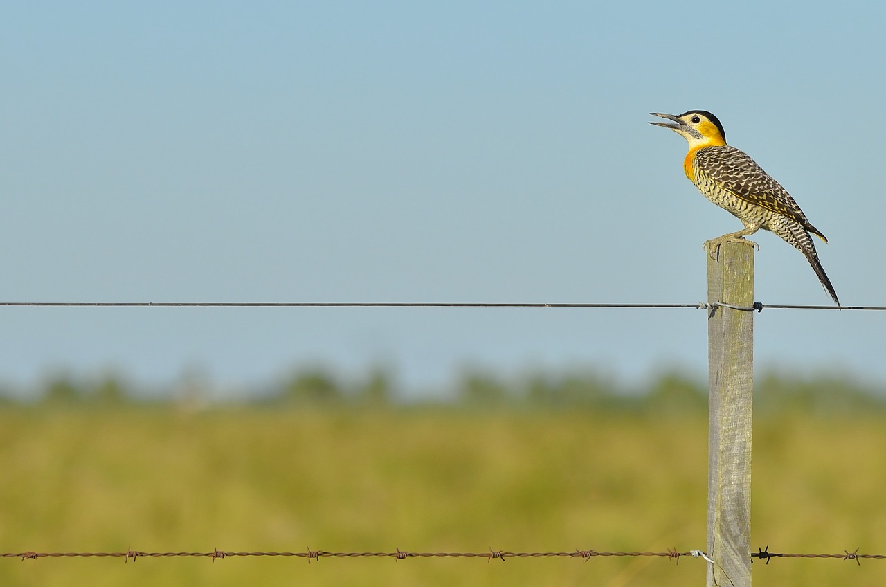 Image - animal barbed wire beak bird color