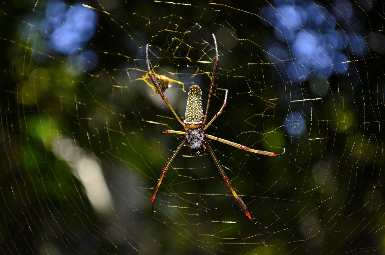 Image - arachnid cobweb color creepy