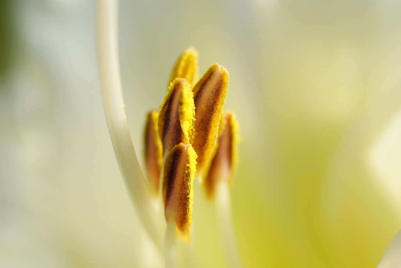 Image - lily shrub nature plant pistil