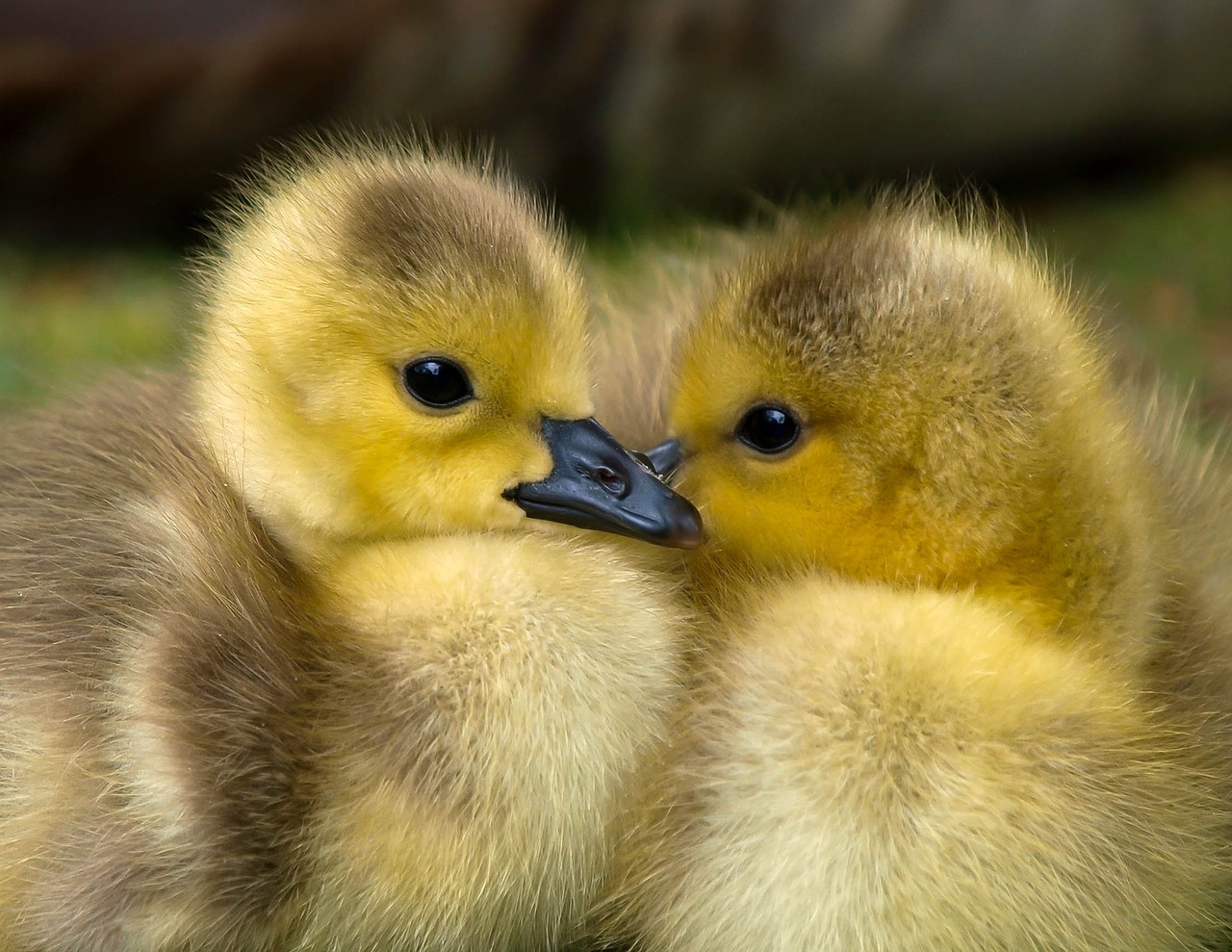 Image - animal baby beak bird cute duck