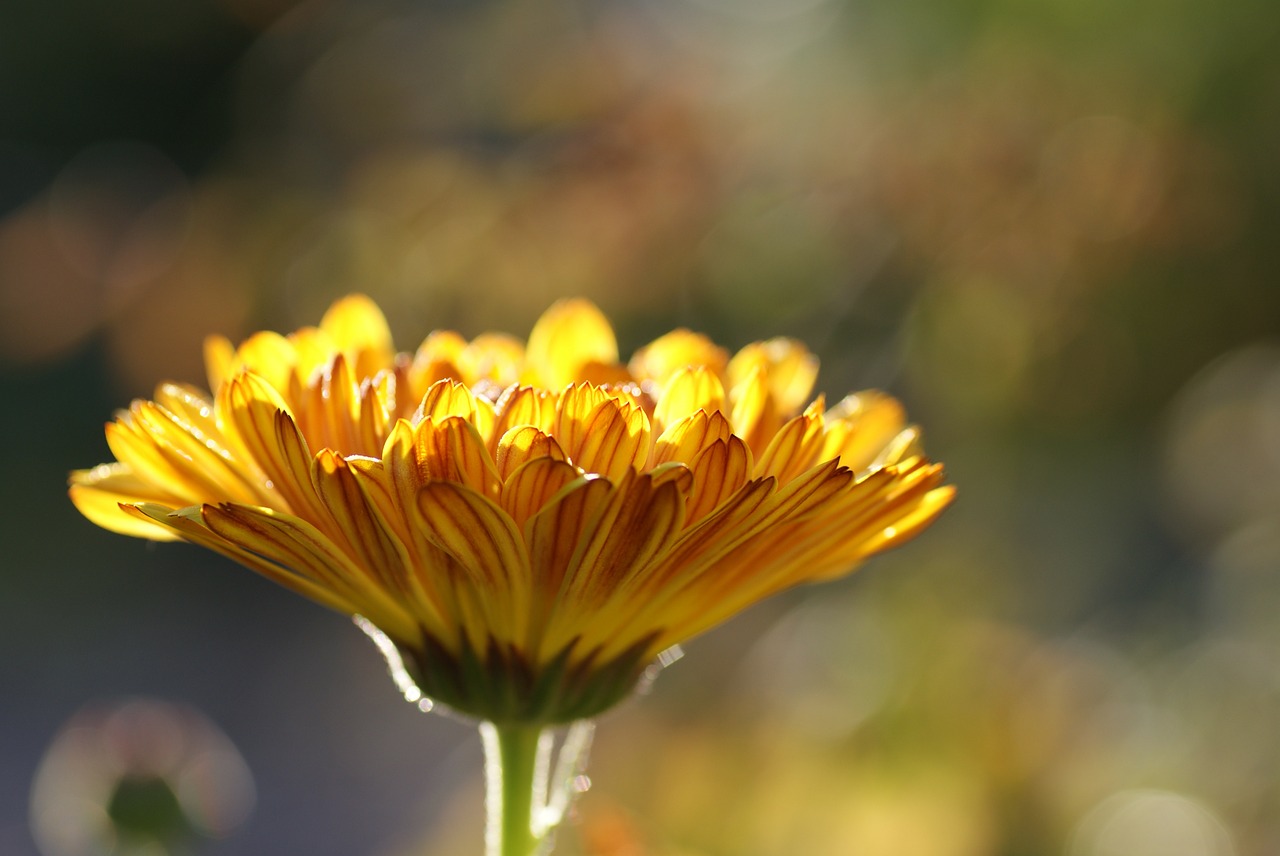 Image - calendula medicinal plant nature