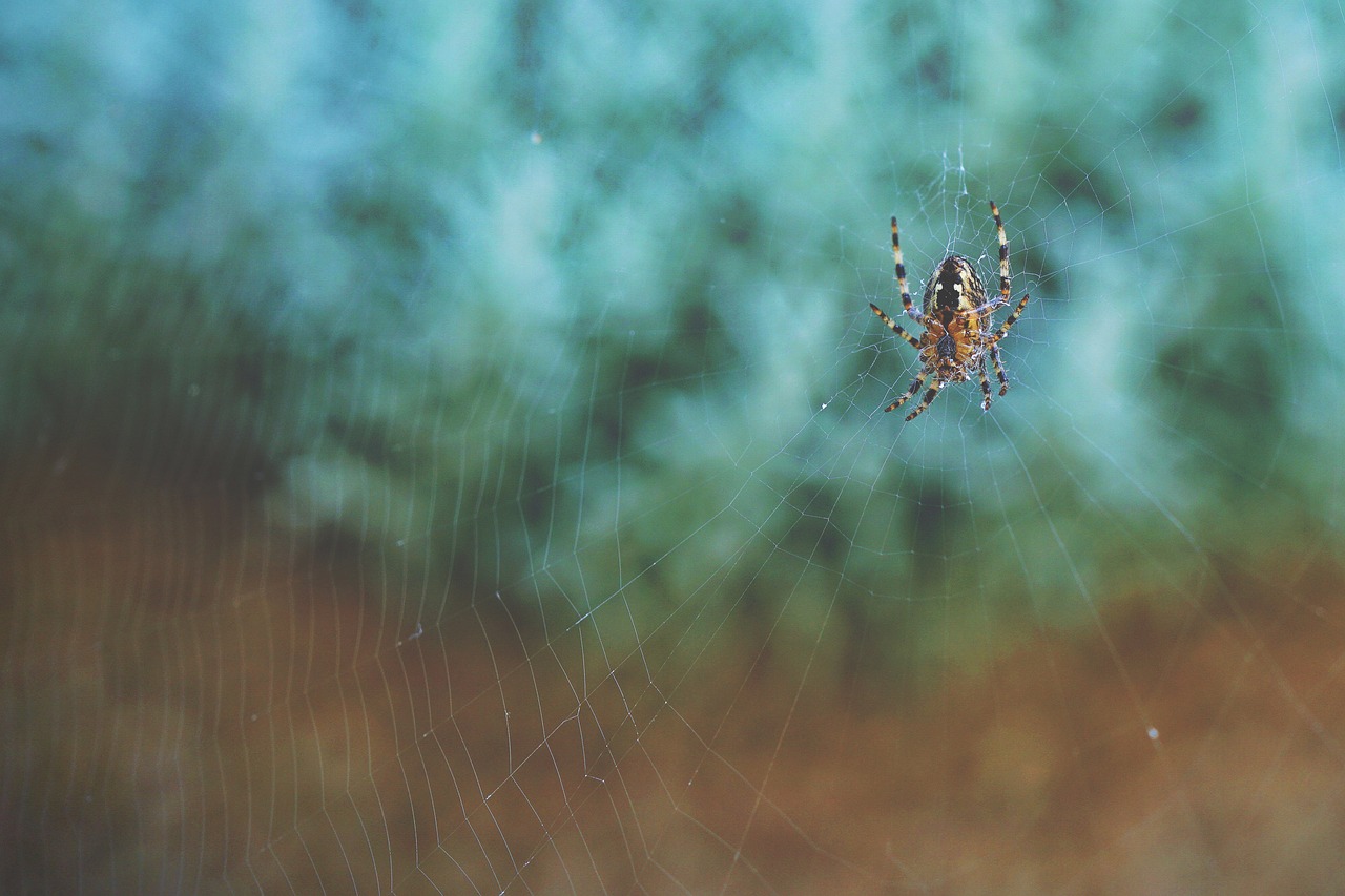 Image - arachnid arthropod cobweb spider