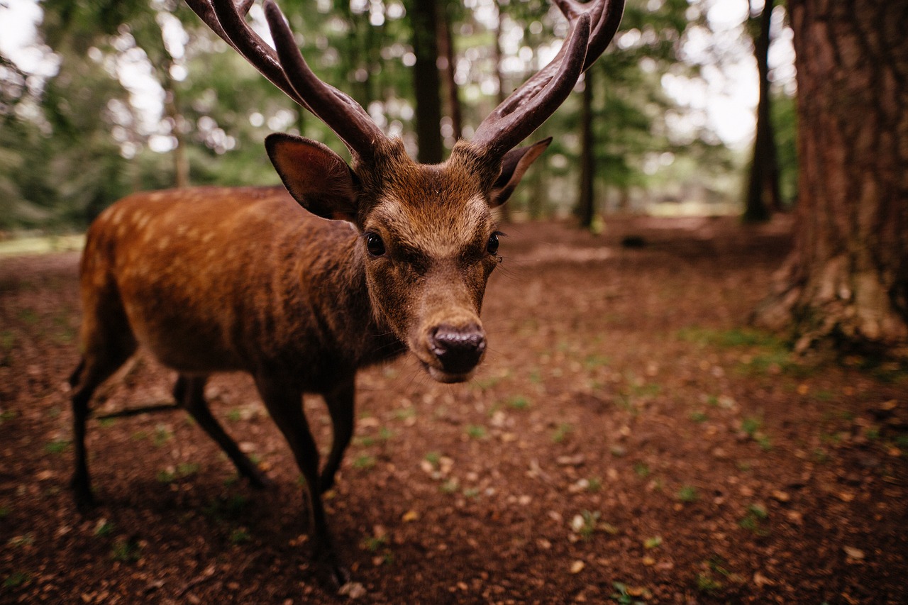 Image - animal antlers buck close up deer