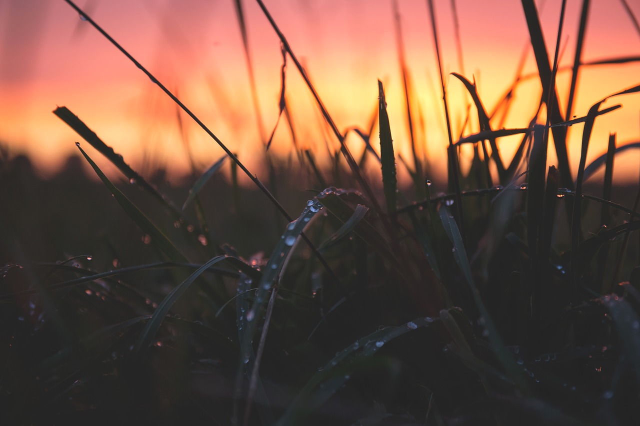 Image - blur close up dawn dewdrops dusk