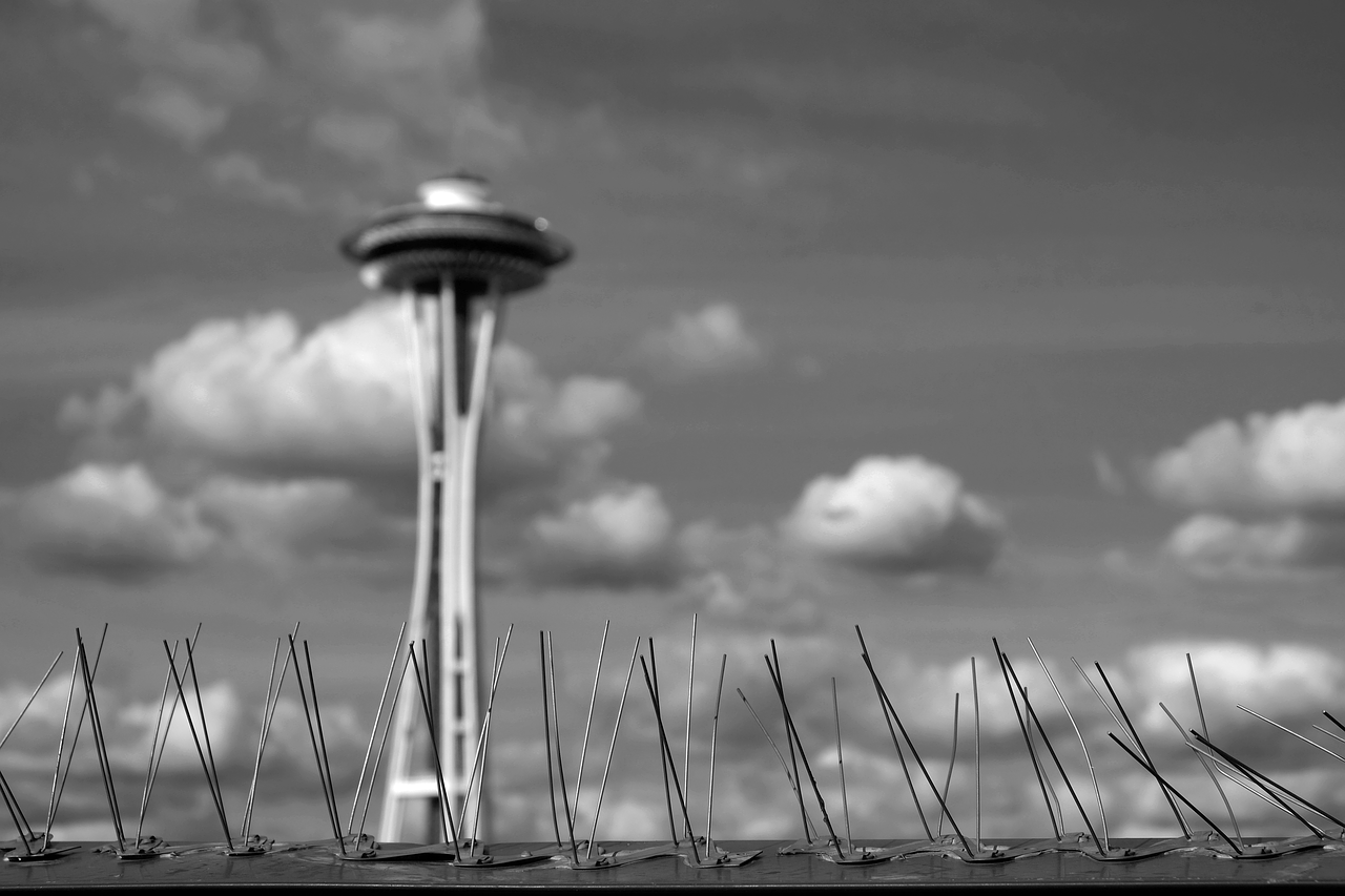 Image - bird spikes clouds seattle