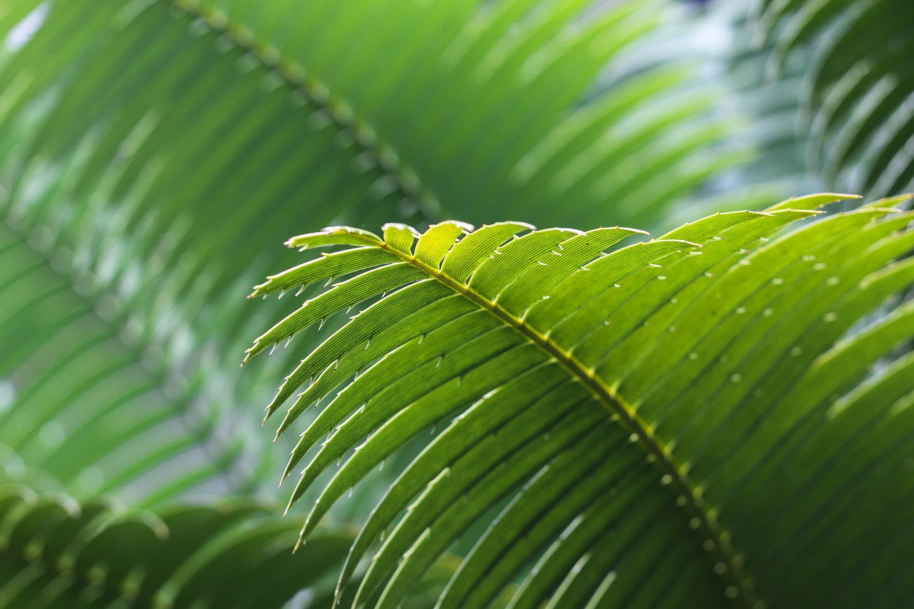 Image - frond green leaves macro nature