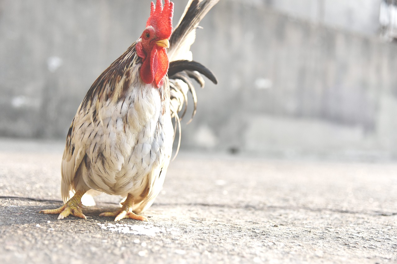 Image - animal avian bard bird blurry