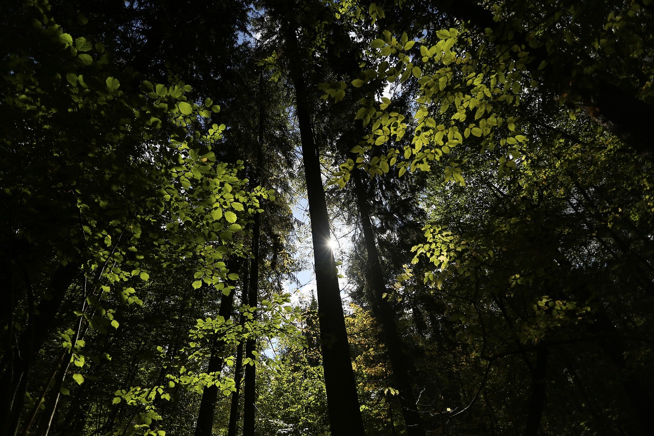 Image - bialowieja forest forest poland