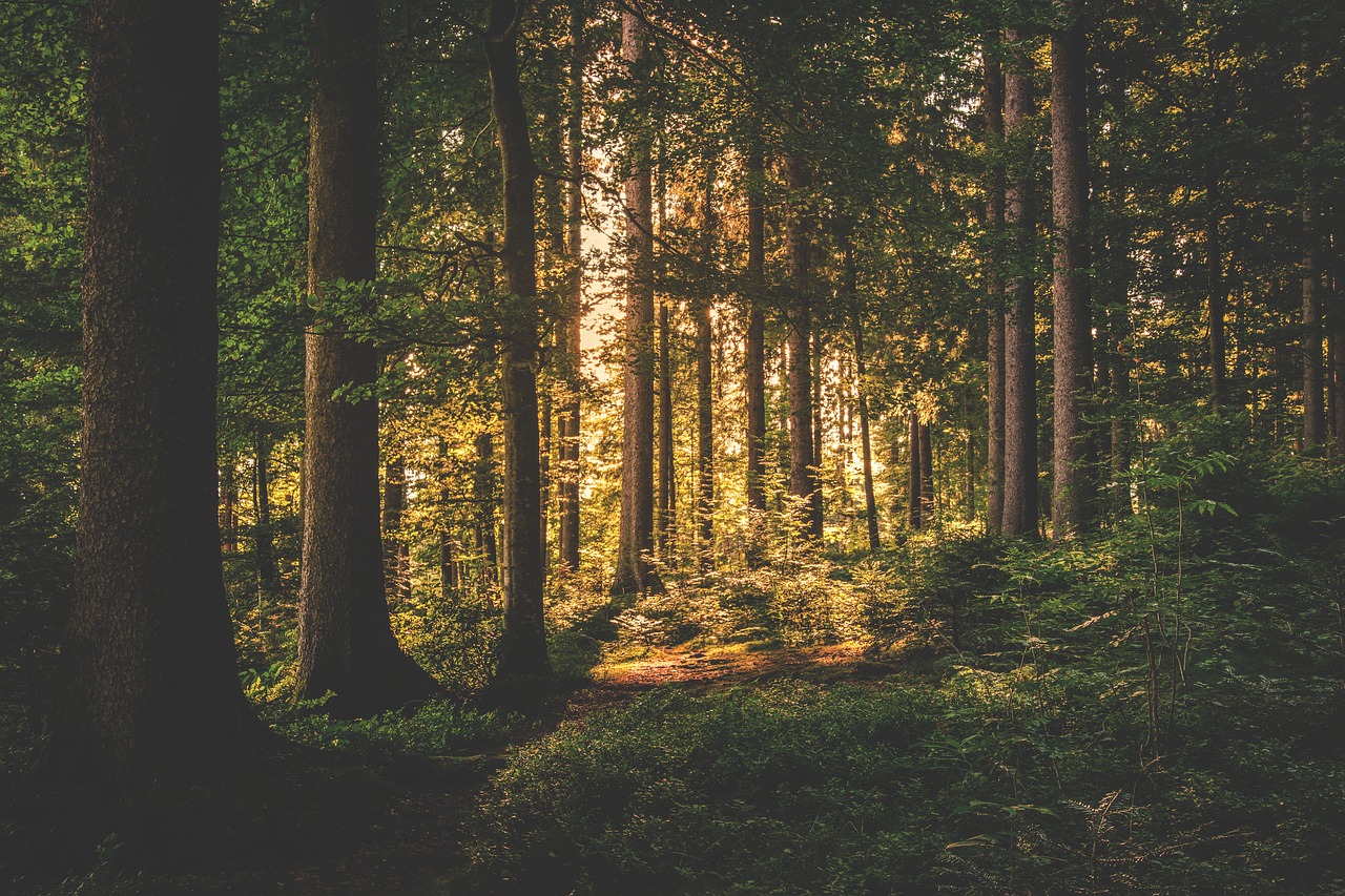 Image - conifer sunrise daylight periwinkle