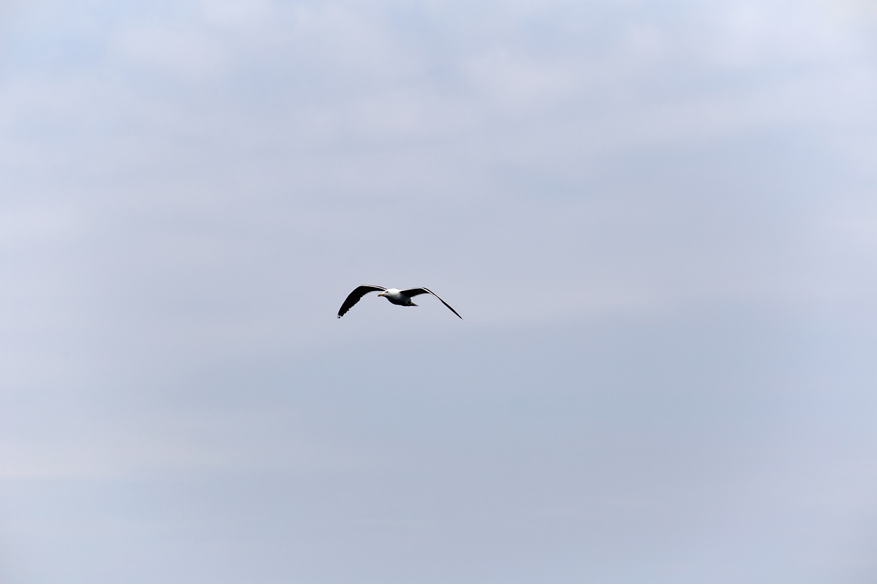 Image - animal bird flying gull seagull