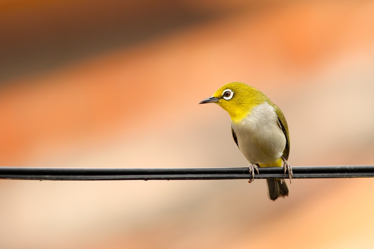 Image - animal bird macro perched plumage