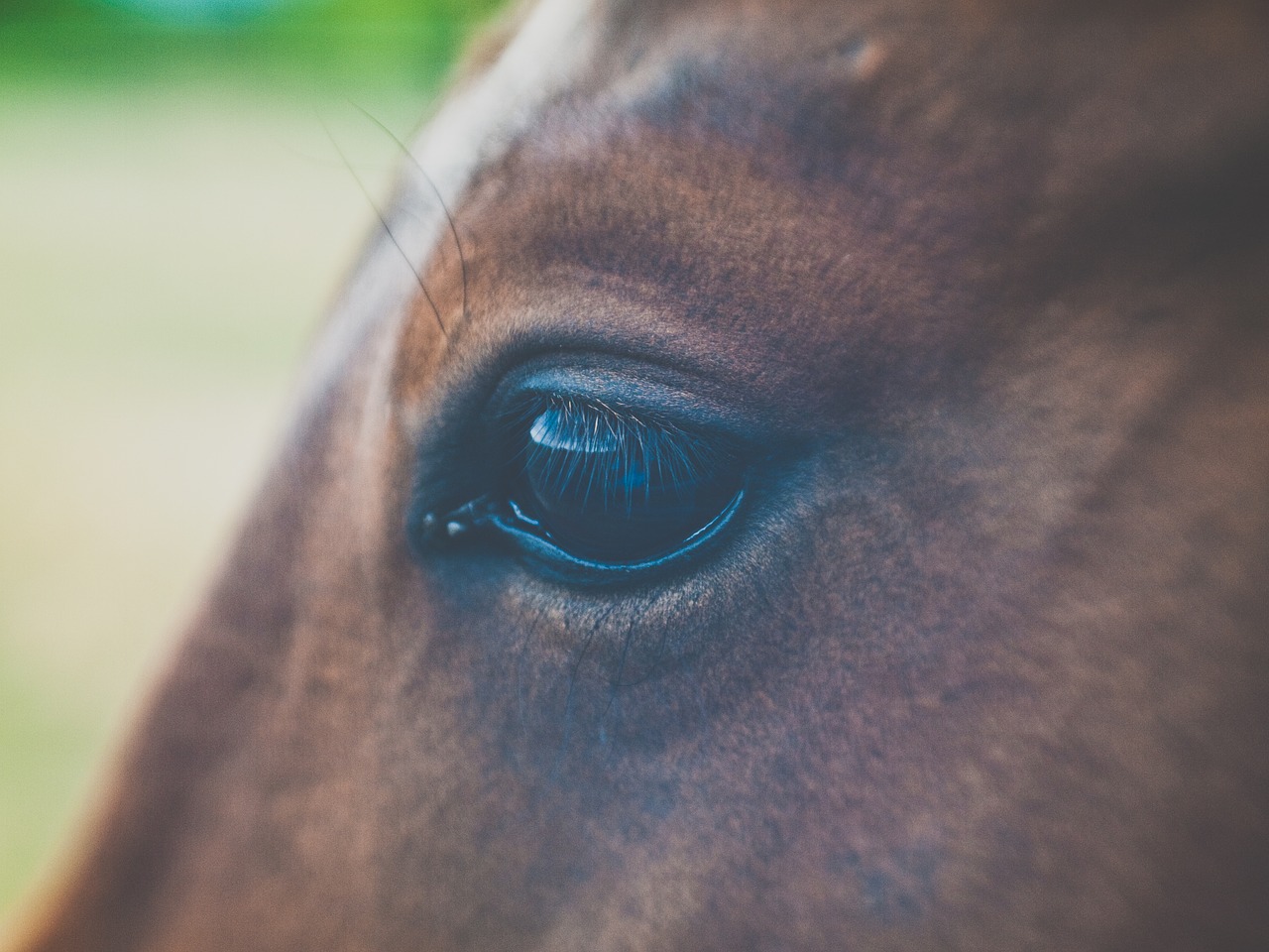 Image - animal blur brown horse cavalry