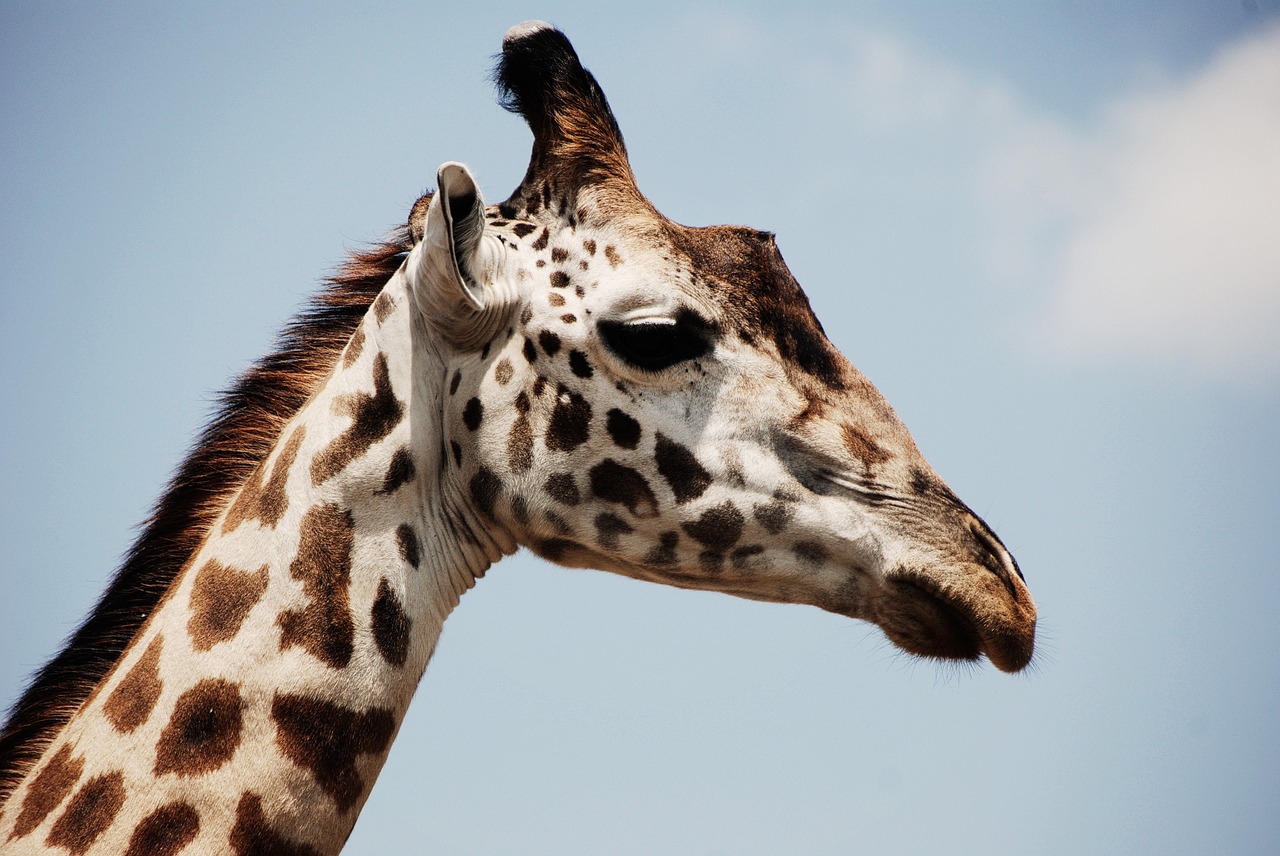 Image - animal close up giraffe safari
