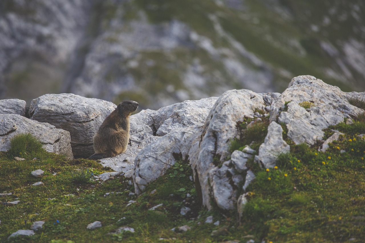 Image - animal beaver daylight grass