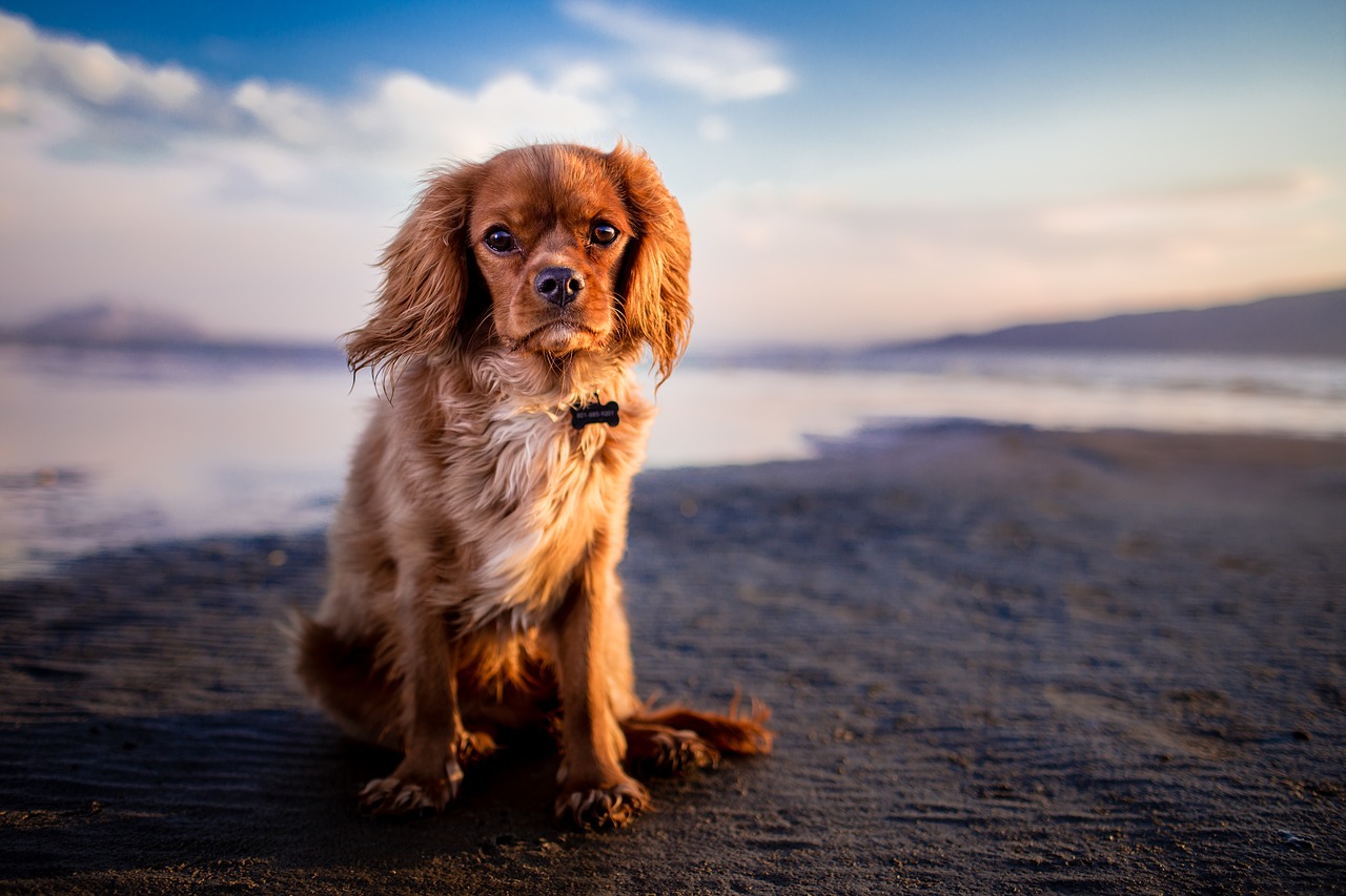 Image - adorable animal beach canine cute