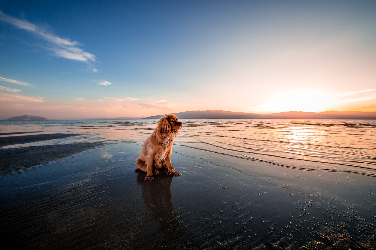 Image - beach dawn dog dusk fur furry