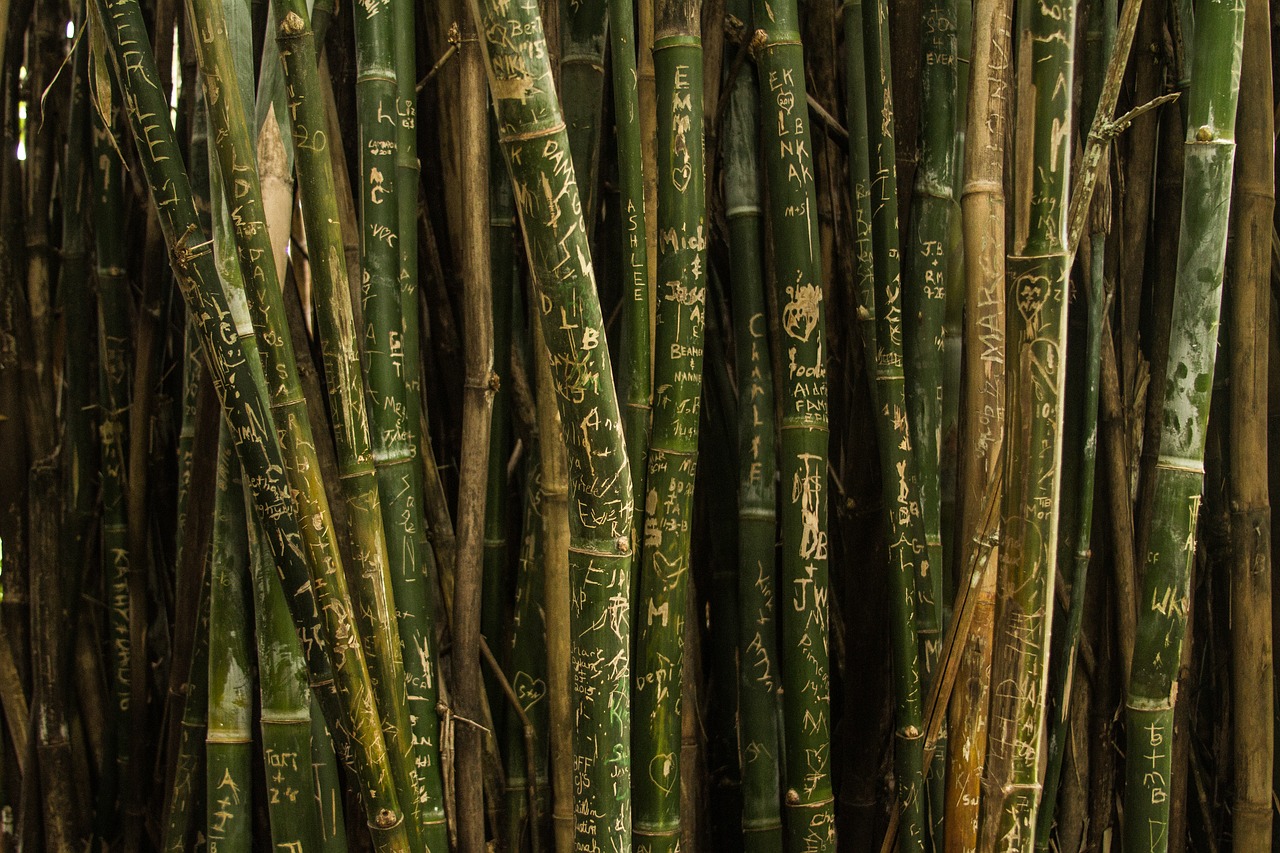 Image - bamboo green nature pattern