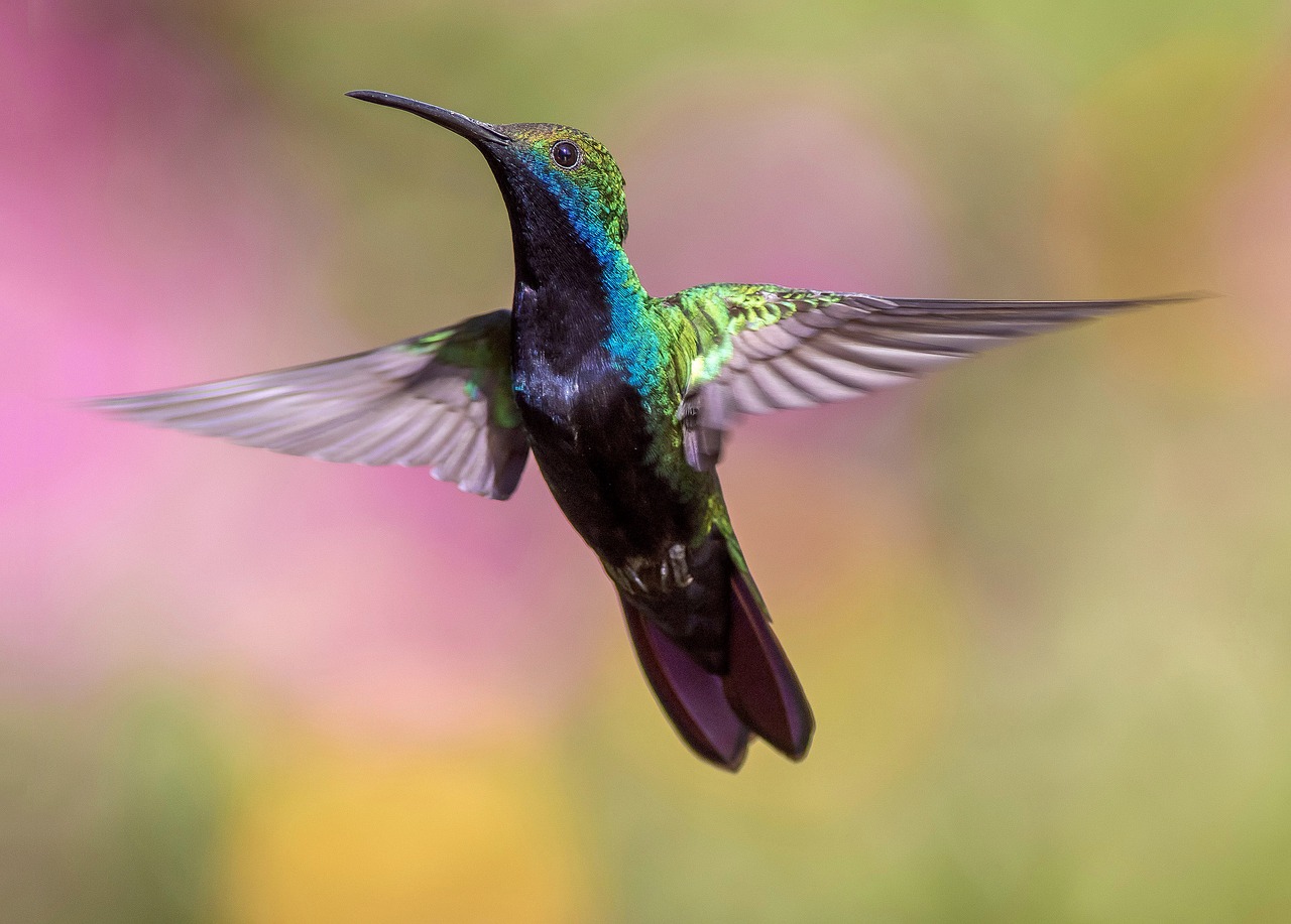 Image - animal avian bird feathers flight