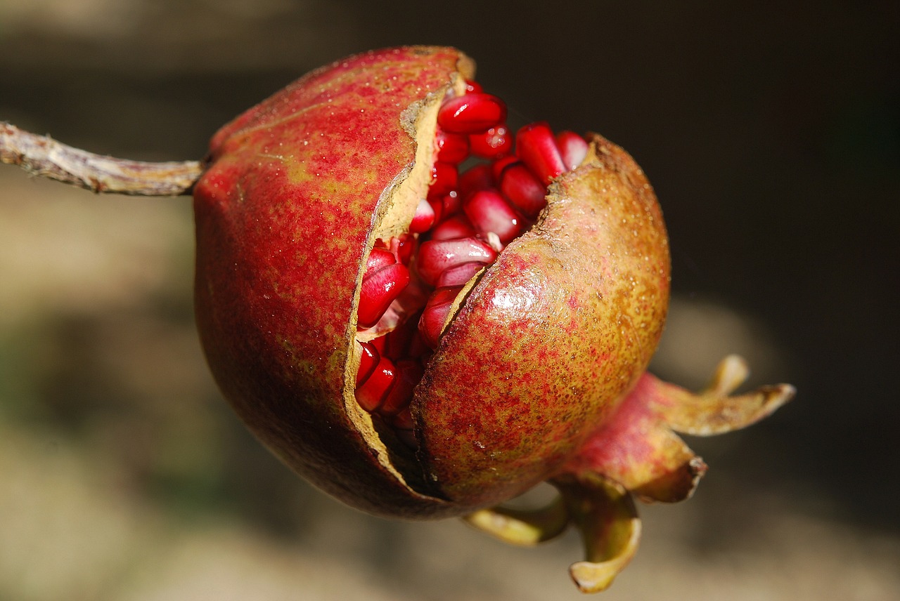 Image - pomegranate fruit flower exotic