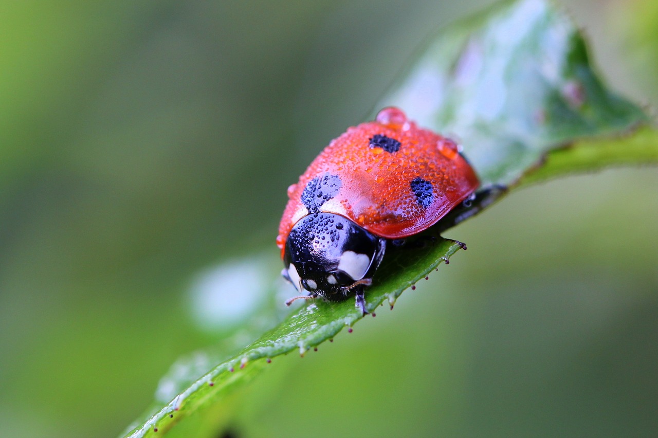 Image - ladybug macro nature bug plant