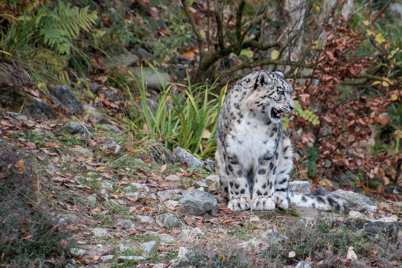 Image - snow leopard leopard irbis big cat