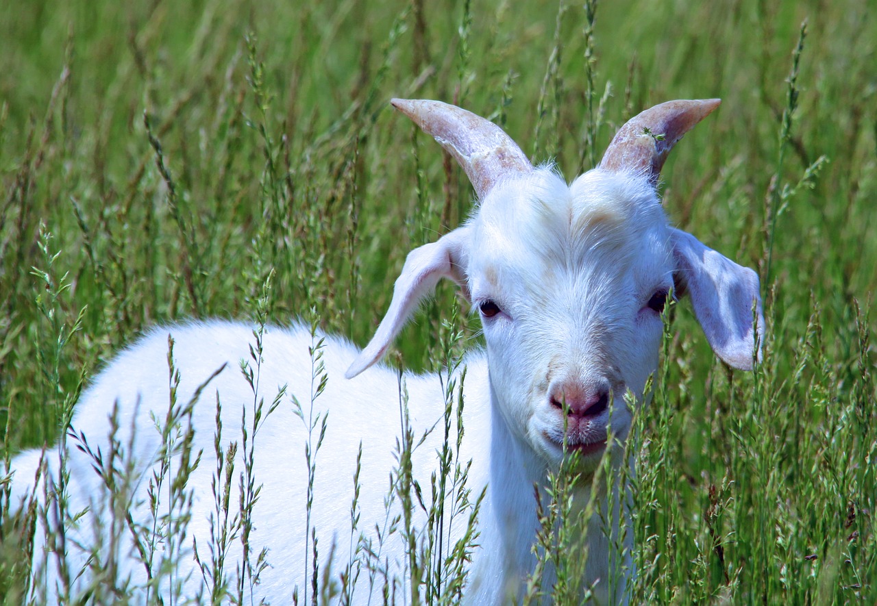 Image - goat baby cute kid farm white