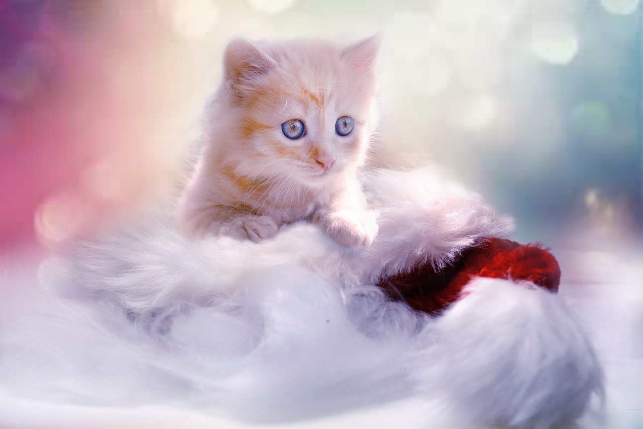 Image - kitten grey heart cat christmas