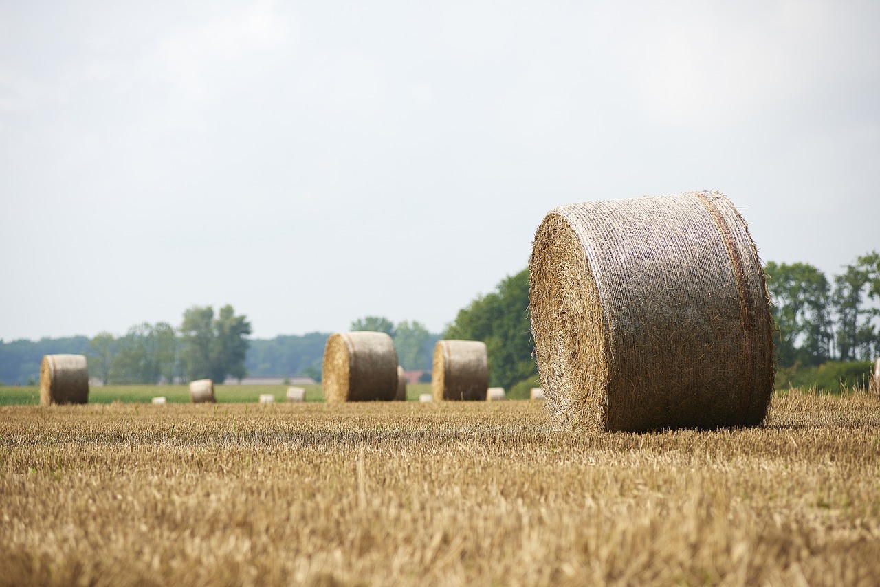 Image - straw straw bales round bales field