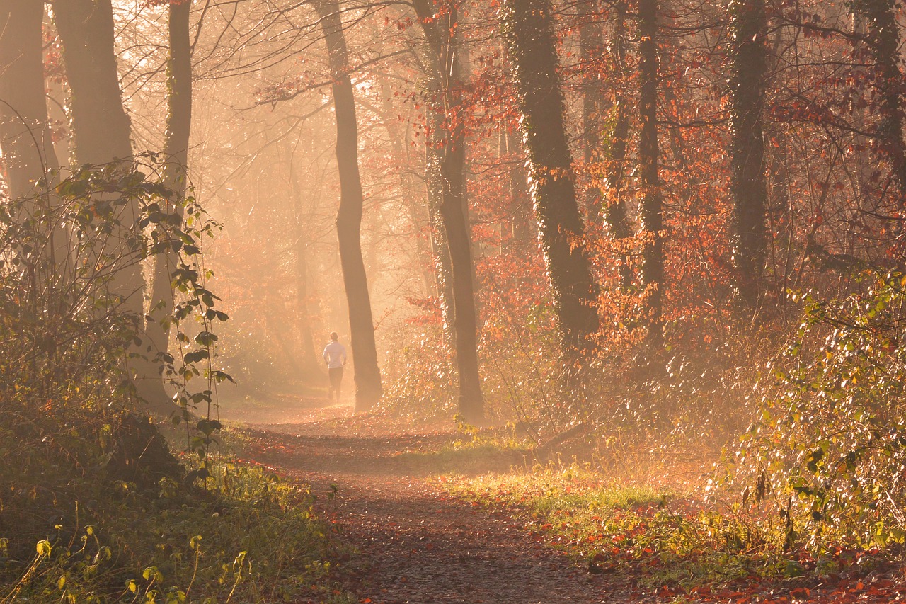 Image - fog forest autumn leaves jog run