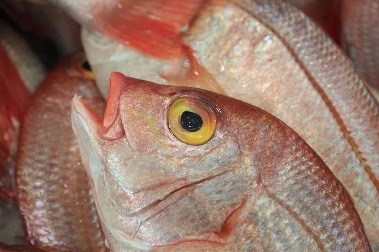 Image - portugal lisbon fish market